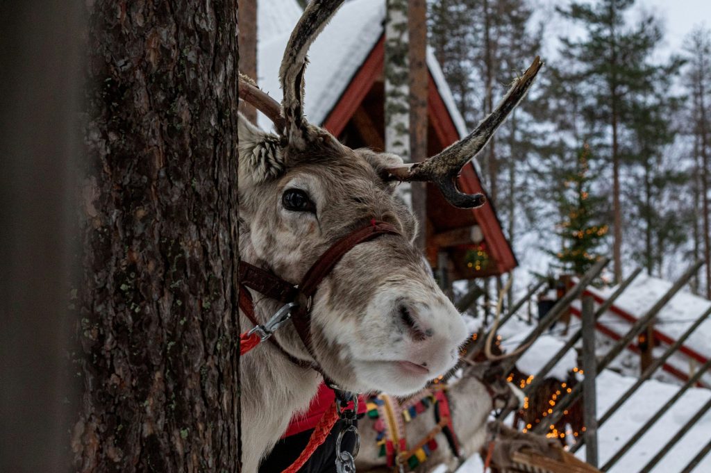 shepherd WpcjfHXOYoU unsplash scaled e1763544466172