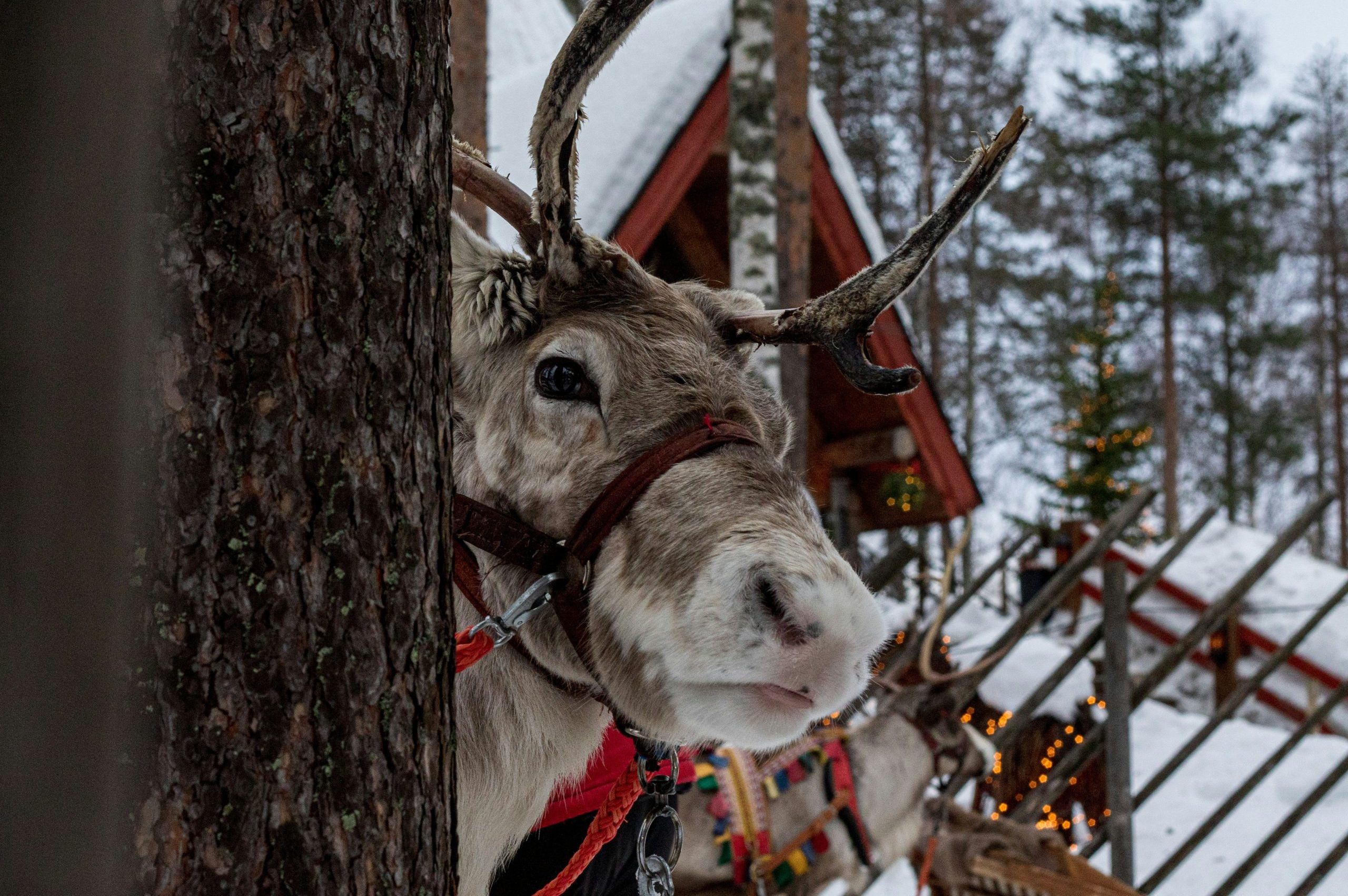 shepherd WpcjfHXOYoU unsplash scaled e1763544466172